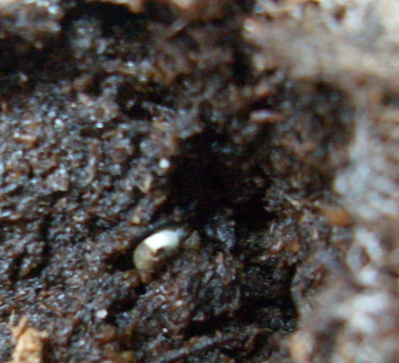 First seedling of 2008