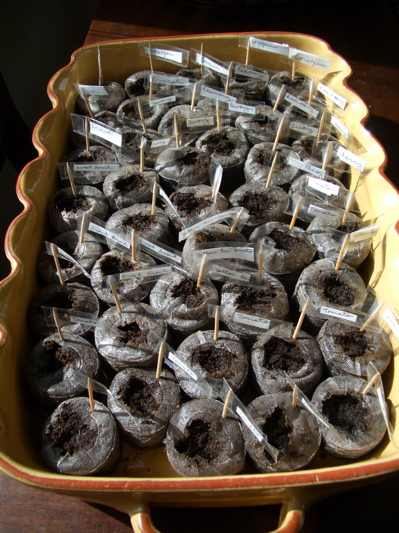 Seed Starting 2008